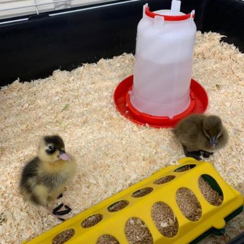 And then there were two! 🐥🐥