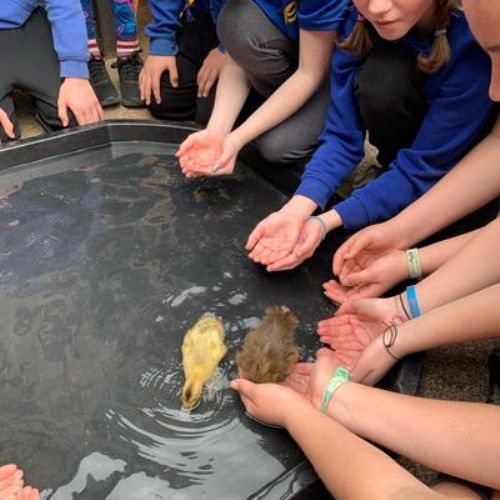 The ducklings 🐥 are loving making friends with all the children 😊